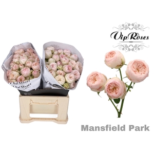 R TR MANSFIELD PARK
