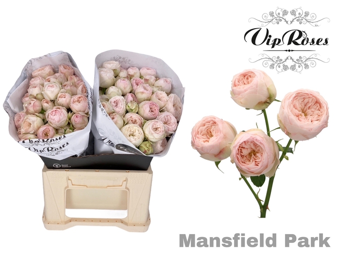 R TR MANSFIELD PARK
