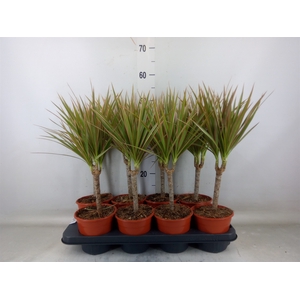 Dracaena marg. 'Bicolor'