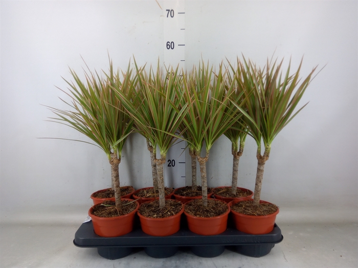 <h4>Dracaena marg. 'Bicolor'</h4>