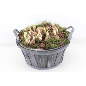 arr4 Narcis PL - Hout grijs ton oor XL