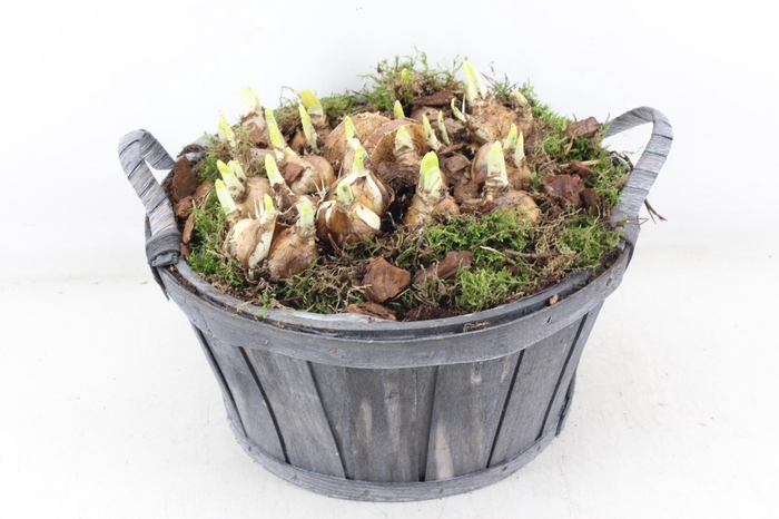 <h4>arr4 Narcis PL - Hout grijs ton oor XL</h4>