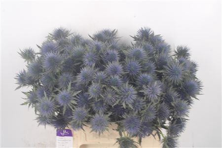 <h4>Eryngium Magnetar Qstar</h4>