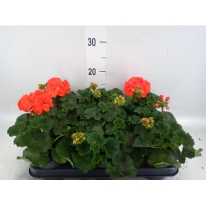 Pelargonium zona.   ...F1