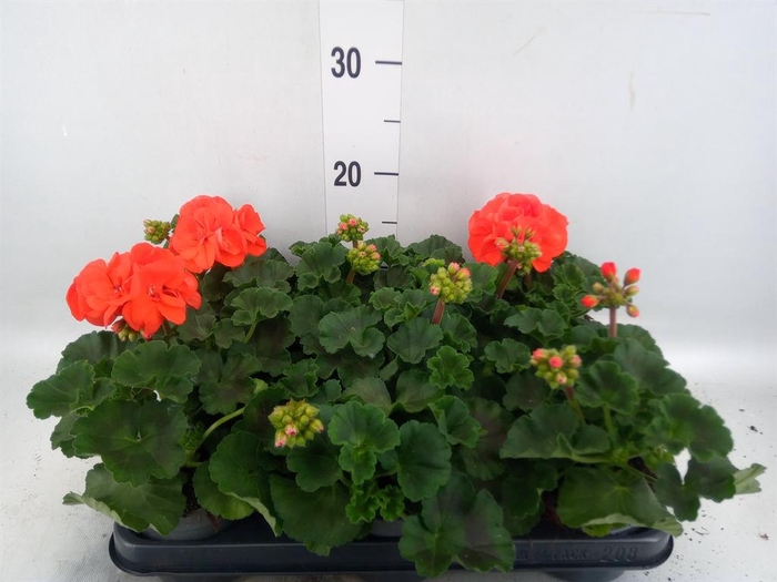 <h4>Pelargonium zona.   ...F1</h4>