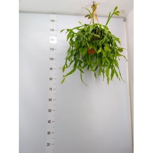 Rhipsalis   ...