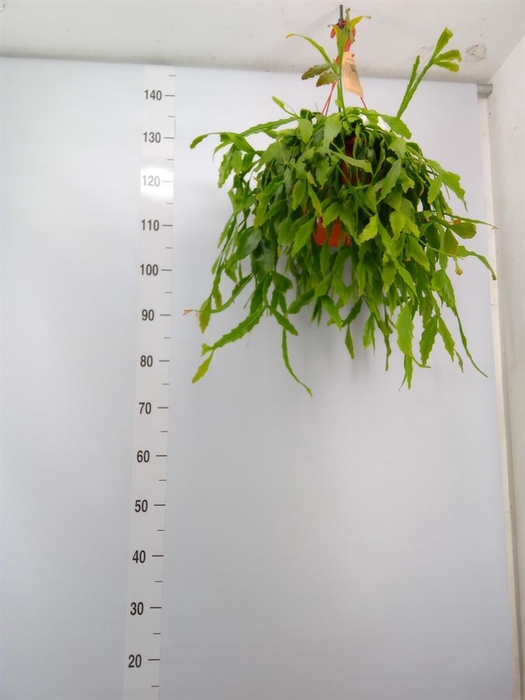 <h4>Rhipsalis   ...</h4>