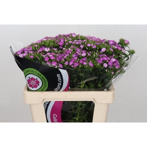 Dianthus Br Am Rose Magic