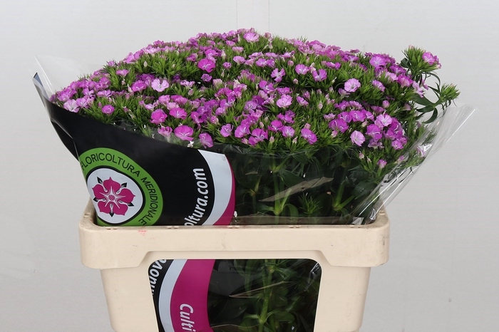 <h4>Dianthus Br Am Rose Magic</h4>