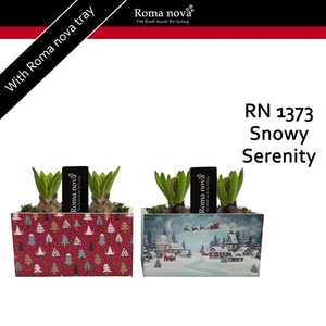 1373 - Snowy Serenity (Hyacint)