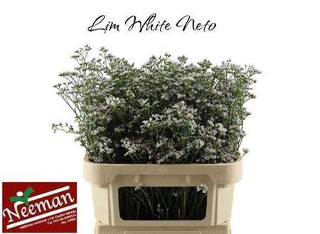 <h4>Lim Casp White Neto</h4>