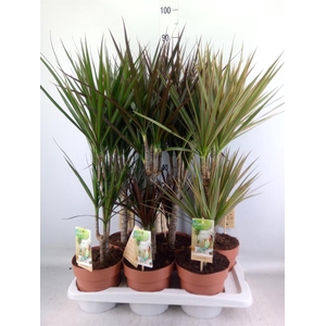 Dracaena   ...mix
