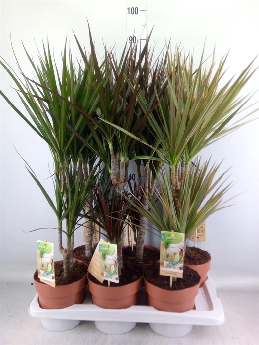 <h4>Dracaena   ...mix</h4>