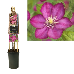 Clematis 'Ville de Lyon' +3.0 label