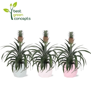 ANANAS OV