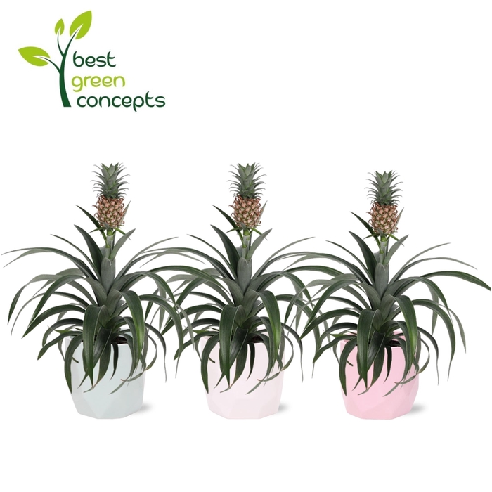 <h4>ANANAS OV</h4>