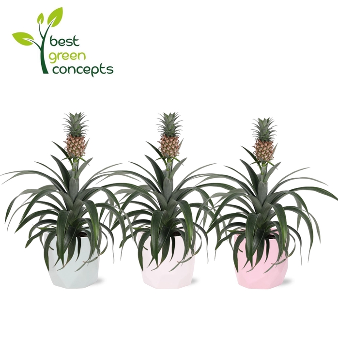 <h4>ANANAS OV</h4>