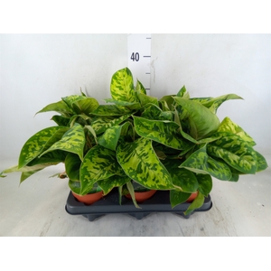 Homalomena wal. 'Camouflage'