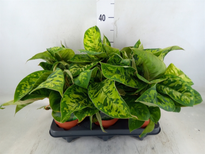 <h4>Homalomena wal. 'Camouflage'</h4>