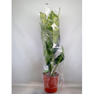 Dieffenbachia seg. 'Crown'