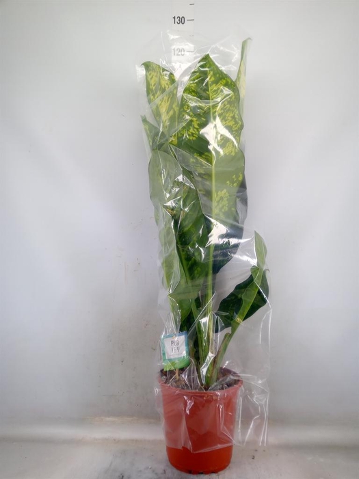 <h4>Dieffenbachia seg. 'Crown'</h4>