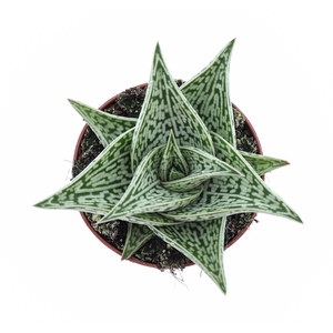 Aloe variegata