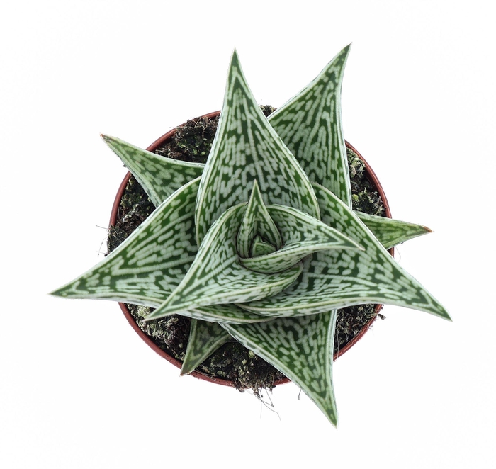 <h4>Aloe variegata</h4>