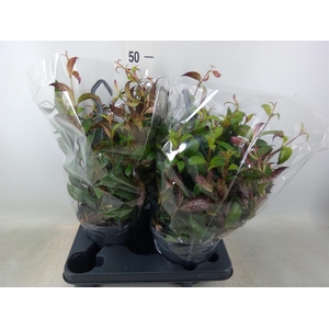 Aeschynanthus marmoratus