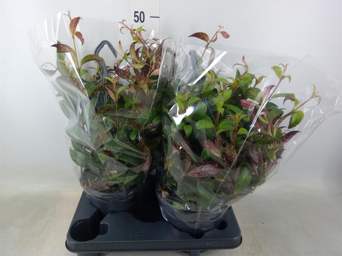 <h4>Aeschynanthus marmoratus</h4>