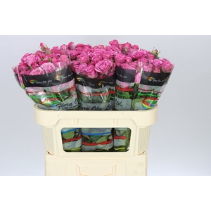 Rosa Tr Fiction