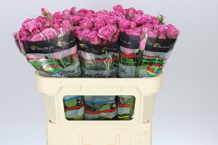 <h4>Rosa Tr Fiction</h4>