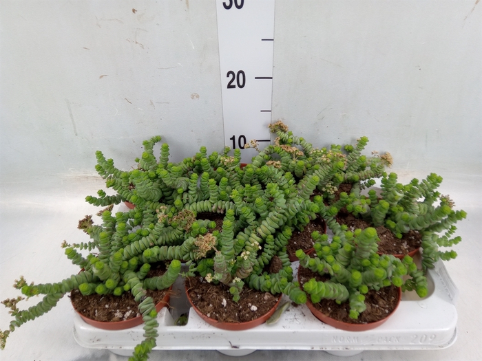 <h4>Crassula marnieriana</h4>