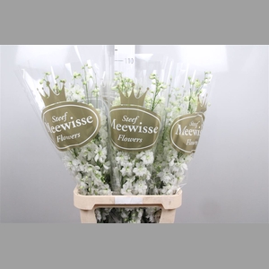 Delph Du Dewi Impress White