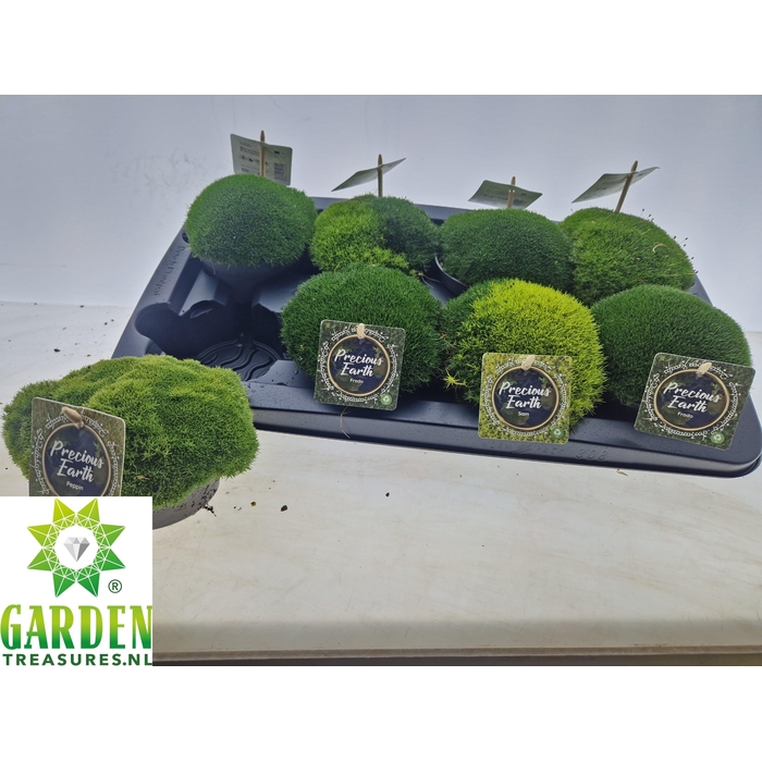 <h4>VASTE PLANTEN OV</h4>
