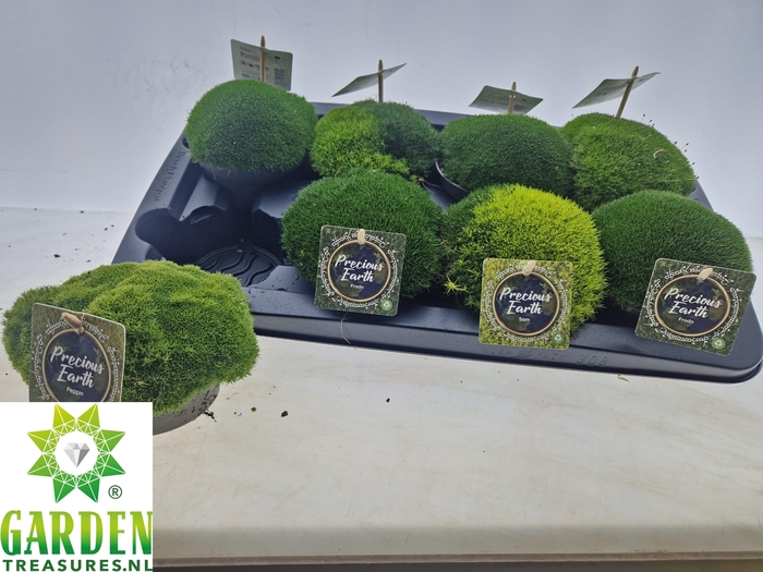 VASTE PLANTEN OV