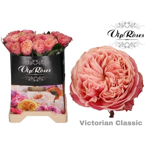 R GR VICTOR CLASSIC@