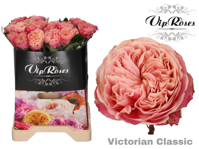 R GR VICTOR CLASSIC@