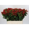 Hypericum Magical Triumph