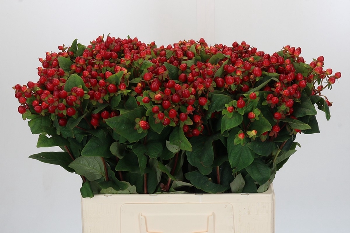 Hypericum Magical Triumph