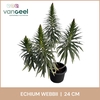 Echium webbii