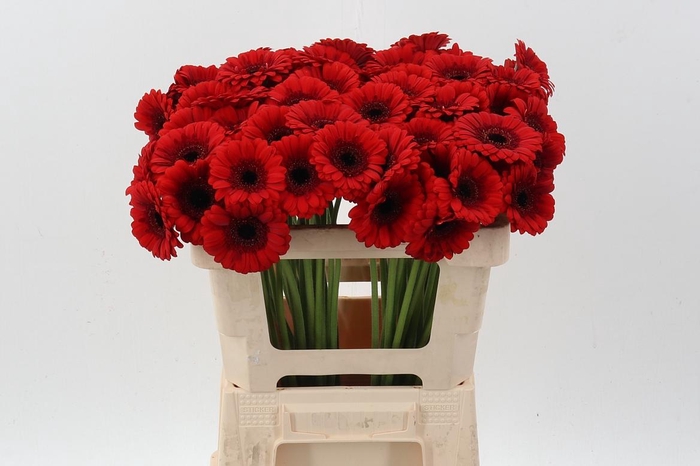 <h4>Ge Mi Red Ruby</h4>