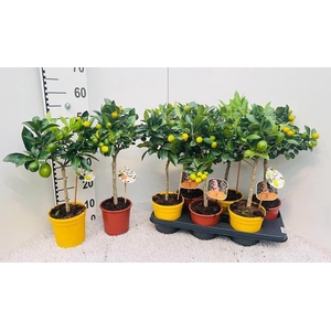 Citrus Mix-Tray 2 Var. on stem (s2)