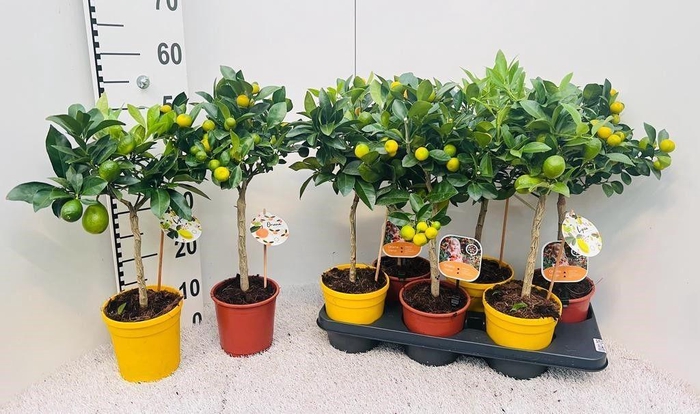 <h4>Citrus Mix-Tray 2 Var. on stem (s2)</h4>