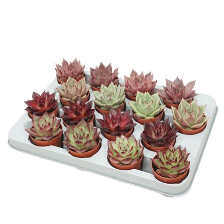 <h4>Echeveria Gemengd</h4>