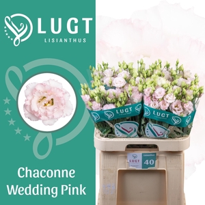 EUS G CHAC WED PINK