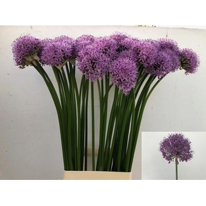 Allium Gladiator