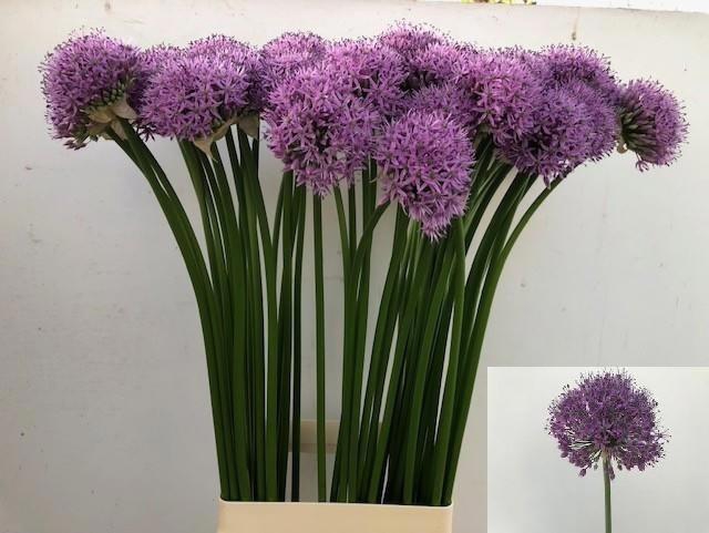 <h4>Allium Gladiator</h4>