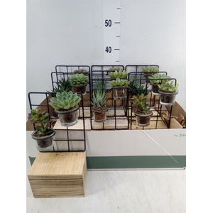 Arr. Succulents L%