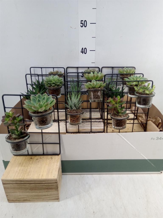 <h4>Arr.  Succulents L%</h4>