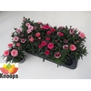 Dianthus Oscar gemengd